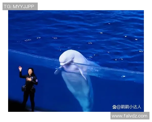 海豚与足球的奇妙碰撞海洋运动会上的精彩瞬间 海豚与足球的奇妙碰撞海洋运动会上的精彩瞬间