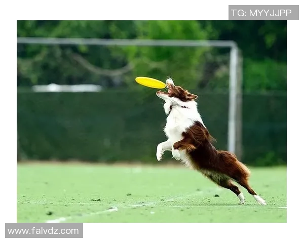 狗狗互动足球:让爱犬与主人共同享受快乐运动时光的最佳选择 狗狗互动足球:让爱犬与主人共同享受快乐运动时光的最佳选择