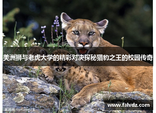 美洲狮与老虎大学的精彩对决探秘猎豹之王的校园传奇